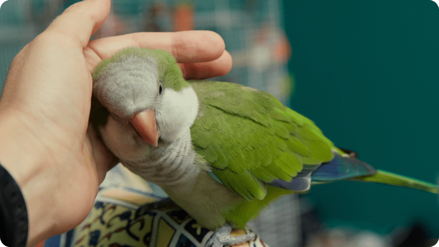 Pet Care Gazte: Stay Informed about the Latest Pet Care Trends